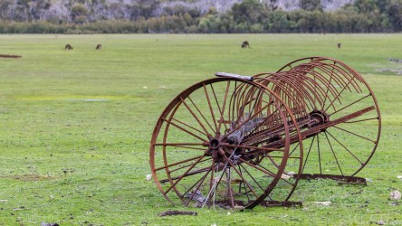 Kangaroos grazing happily on Grassdale reserve, near abandoned farm machinery. [4005]