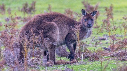 Losing the light this afternoon, highlighting the colours of this Kangaroo Island Kangaroo. [4011]