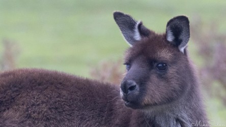 Portrait of an alert Kangaroo Island Kangaroo. Love those ears! [4015]
