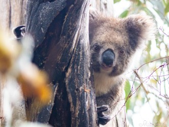 Very interested in us is this koala as he clings onto a tree which must have been scorched in the bushfires. [4167]