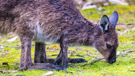 Being damp does not bother this young-looking KI Kangaroo in the Hanson Bay Wildlife Sanctuary. [4140]