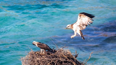 Half of the osprey couple coming into land after a fishing trip. It may have been an unsuccessful mission, because he/she is not carrying any fish. [4321]
