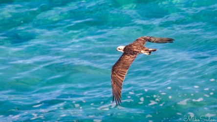 Osprey in flight, setting out to look for food. [4345]