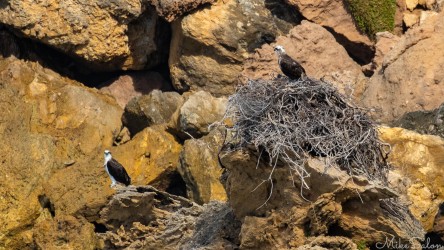 Both halves of the osprey couple keeping watch over the nest. [4379]