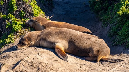 A pair of Australian Sea-Lions lazing in the sun to recover their energy after maybe days at sea fishing. [3614]