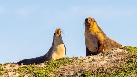 A loving couple of Australian Sea-Lions. [3627]