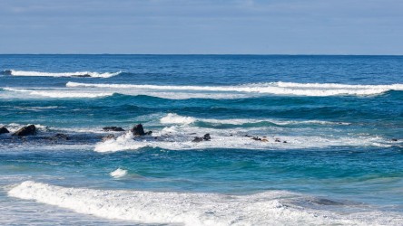 We heard that the Sea-Lions at this beach were saved from sealers because of a reef which prevented them landing. [3635]