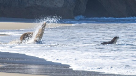 Two Australian Sea-Lions taking to the water, setting out on what might be 2-3 days at sea. [3686]