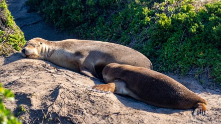 Mother trying to sleep, but this rather large baby Australian Sea-Lion still needs to be fed. [3697]