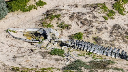 The skeleton of a juvenile Humpback Whale which didn't survive after being separated from its mother in 1984. [3709]