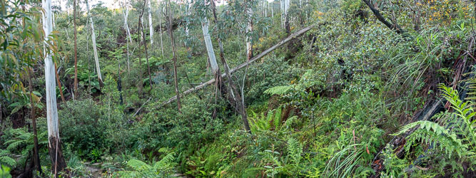 Heading down into the Jamison Valley, the tall gums and dense green undergrowth of the Blue Mountains gullies. [8791]