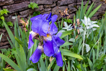 This beautiful flower is probably a Bearded Iris, the beard description coming from the fuzzy hairs you can see. [6156]