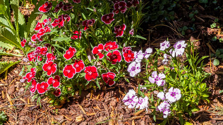 On the left, a red and white fringed Carnation. On the right, the same genus, but a hybrid with pink and white petals and burgundy eyes. [5847]