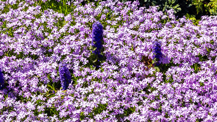 Ground cover of lavender coloured Creeping Phlox, accentuated by violet tinted Speedwell or Salvia. [5852]