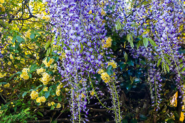 Seen overhanging a fence in Leura, a beautiful combination of two climbing plants, the pendulous lilac coloured Wisteria, and a yellow Climbing Rose, maybe a Lady Banks Rose. [5878]