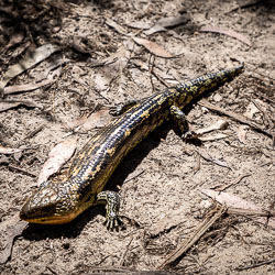 Found sunning itself on the walking track is this Blue Mountains Water Skink. It is endemic in sedge and shrub swamps of the Blue Mountains between 560 & 1140m, and is listed as Endangered. He shouldn't hang around in such an exposed place. [5790]