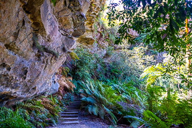 Part of the Prince Henry Cliff Walk where the trail dips down under a rocky overhang and squeezes past a grove of Soft Tree Ferns.. [5809]