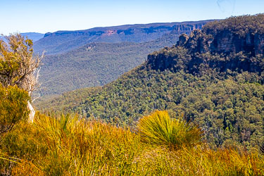 Looking along the Jamison Valley escarpment, with a Grass Tree in the foreground. [5817]
