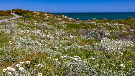 Wildflowers along the coastal footpath at Halls Head, Mandurah. [9602]