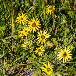 This is a very pretty weed, a (South) African Daisy which out-competes and smothers native plants and does very well on the sandy WA coast [9615].