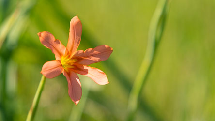 This Common Brown Lily in the wetlands of Lakelands, north of Mandurah, is an introduced South African native of the Iris family. [9634]