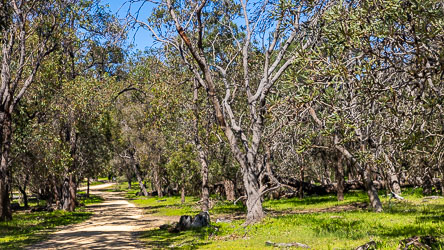 A very pleasant walking path through the Lakelands wetlands of Mandurah, leading to a Giant. [9637]