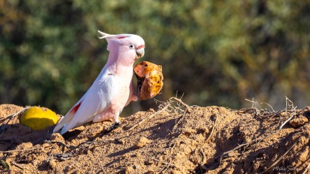 The galahs` really enjoyed the melons they found by the road in Kinchega National Park. [2320]