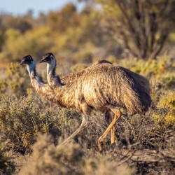 Wild emus abound in the NSW outback. These two were near the aptly named Emu Lake near Menindee. They move like sentinels of the plains, unhurried and unimpressed by human curiosity. [2326]