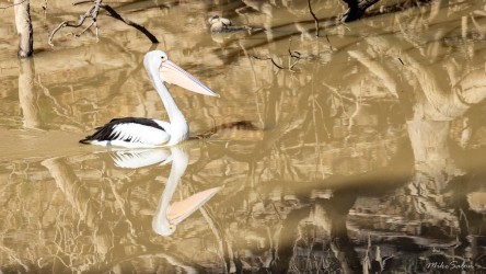 Pelicans thrive in the Darling River, no matter how unappetising it looks. Their main diet is fish, Golden Perch, Murray Cod, Spangled Perch, Silver Perch, and Carp Gudgeon. [2375]