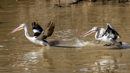 The fishing must be OK in the Darling, because all of the pelicans seem to be having a good time. [2411]