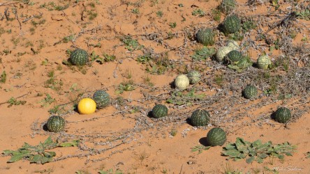 The ground here grows its own still life—fruit scattered like someone dropped a basket and never came back. Not sure what these melons are, but they are plentiful beside roads in Kinchega National Park, and they sure are popular tucker for galahs and other birdlife. [2442]