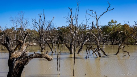 The iconic view of Menindee Lakes, dead and now partially submerged Black Box trees. They have died due to prolonged drought conditions. [2415]
