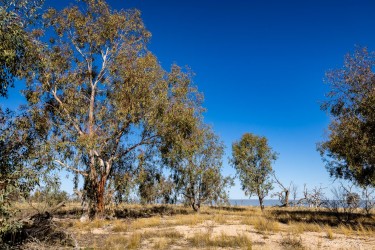 By the edge of Lake Cawndilla in the Menindee Lakes system. When the water retreats, the gums wait stoically, their roots remembering wetter years. [2437]