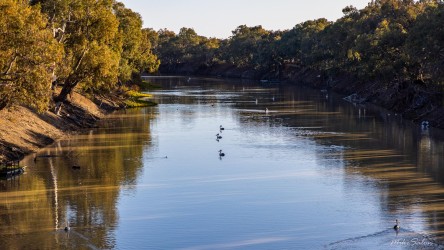 Proving that the Darling River is alive, and populated with fish, all around Menindee we saw lots of pelicans cruising the muddy waters.. [2255]