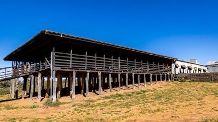 The woolshed`s sweating pens, where sheep are dried if coming in wet and kept warm afterwards. [2363]