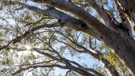 One of millions of River Redgums along the banks of the Darling. The redgums are the park’s elders — silent witnesses to every shearing season since the 1850s. [2386]