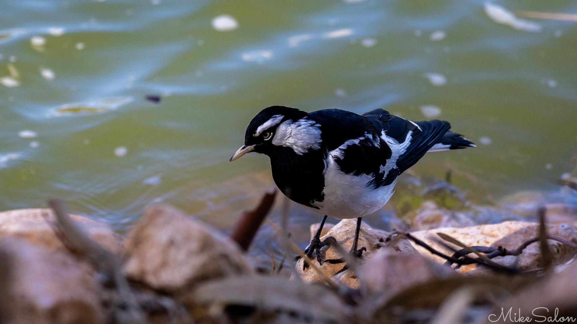 Looking for little creatures is this carniverous Magpie Lark hopping along the rocks at the edge of the Murray River. Like magpies, these guys are known to attack people too near to their nests. [4786]