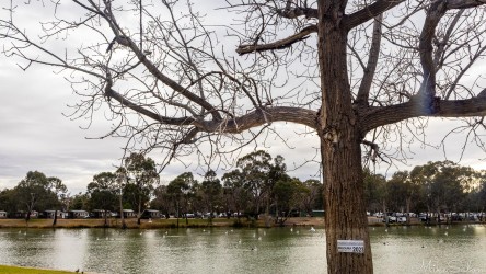 Across the river, New South Wales keeps a quiet watch on Mildura — caravans, gum trees, and the slow rhythm of the Murray. [4704]