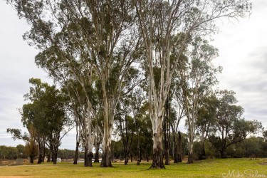 Nothing is more picturesque than the red river gums on this bend in the Murray in Mildura. They are the guardians of the Murray — their roots drink history as easily as water. [4721]