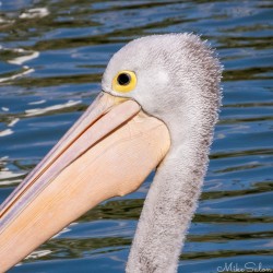 The stare of a seasoned fisherman who knows every ripple hides a meal. [4760]