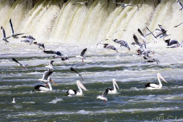 The seagulls look pretty excited, but the pelicans are calm, at the outfall of Weir 11 in Mildura. It's the daily drama of survival — noise, motion, and the eternal chase for scraps [4778]