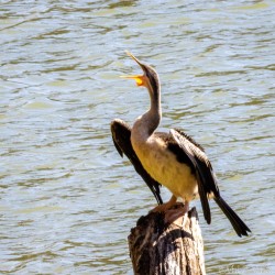 A portrait of attitude — feathers slicked, beak open, ready to defend its patch. [4804]