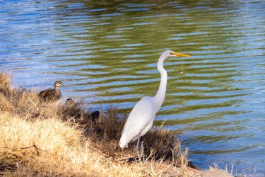 Elegance distilled — a white silhouette against the river’s muted greens. [4768]