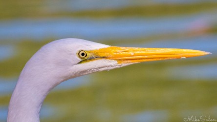 The long yellow beak is a precision instrument, honed by centuries of quiet hunting. [4771]