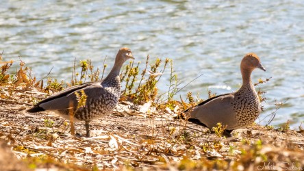 A pair grazing by the riverbank, perfectly content with Mildura’s version of domestic tranquillity. [4811]