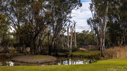 Billabong by the Murray in front of the hotel at Gol Gol. It's a pocket of serenity across the border, where the gum trees seem to whisper that time moves slower in New South Wales. [4907]