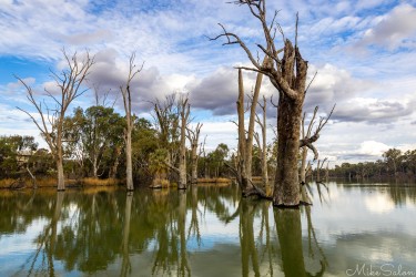 The river mirrors its own history — still water, old trees, and the endless conversation between sky and land. [4911]