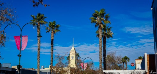 Palm trees and a clock tower — Mildura’s mix of river heritage and regional confidence under a flawless sky. [5928]