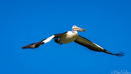 The pelican, Mildura’s unofficial emblem, glides above the Murray as if inspecting its own reflection. [4763]
