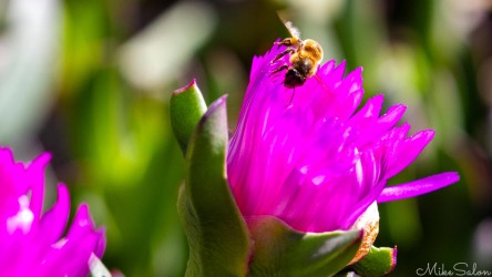 A burst of colour on the riverbank — nature’s way of reminding Mildura that beauty doesn’t need irrigation. [4754]